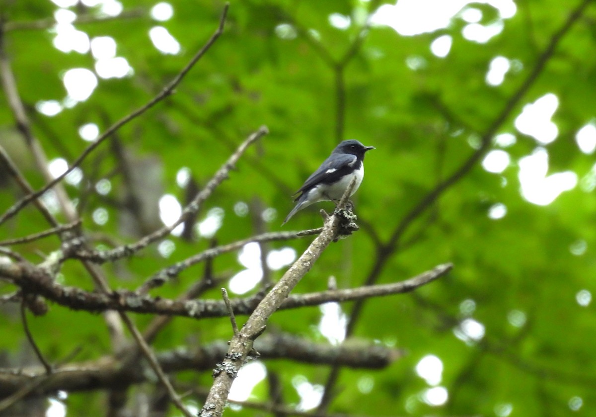 Black-throated Blue Warbler - ML620223084