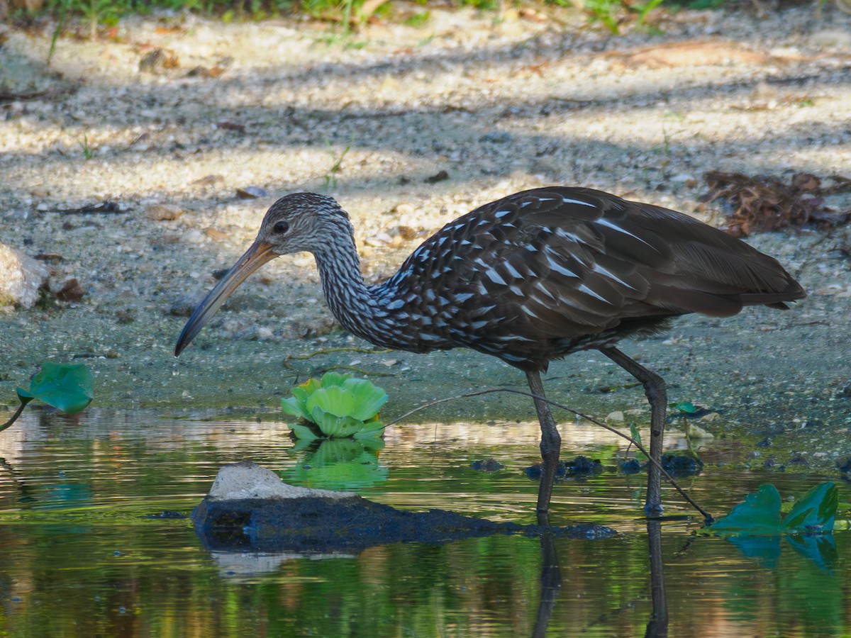 Limpkin - ML620223089