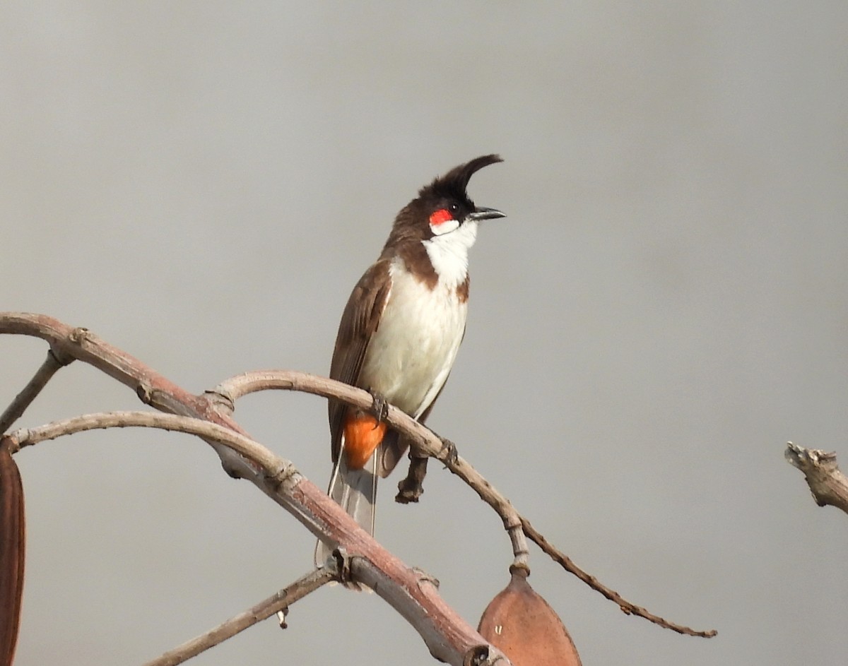 Red-whiskered Bulbul - ML620223100