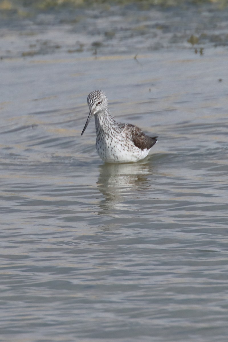 Common Greenshank - ML620223105