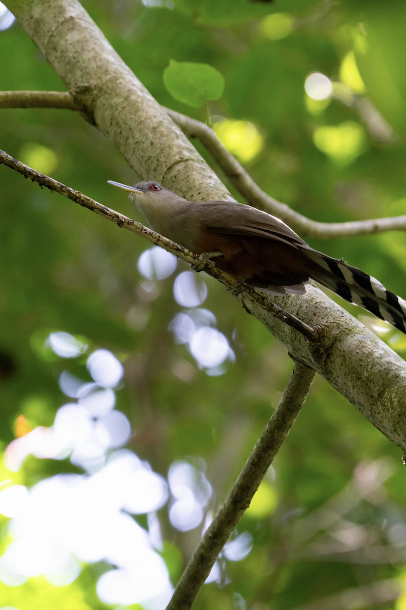 Puerto Rican Lizard-Cuckoo - ML620223117