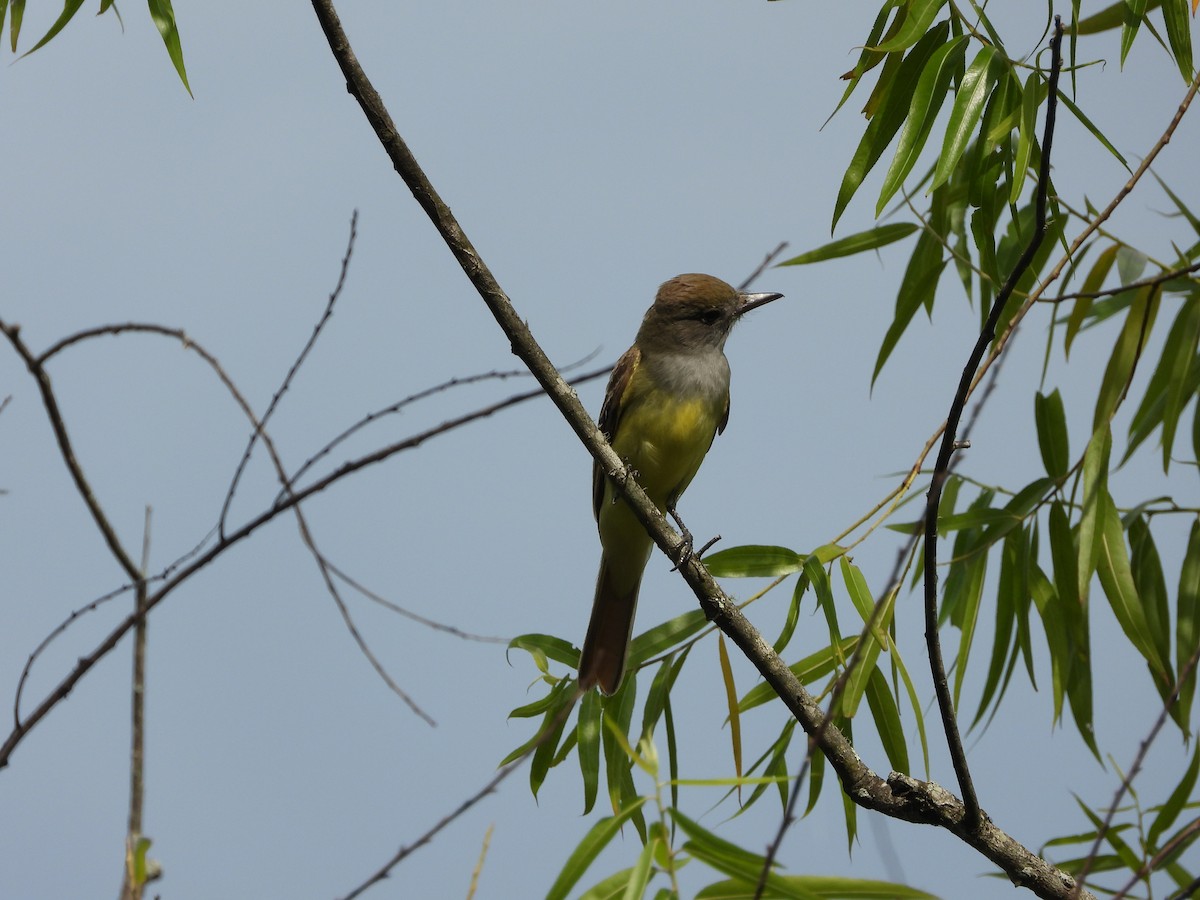 Great Crested Flycatcher - ML620223123