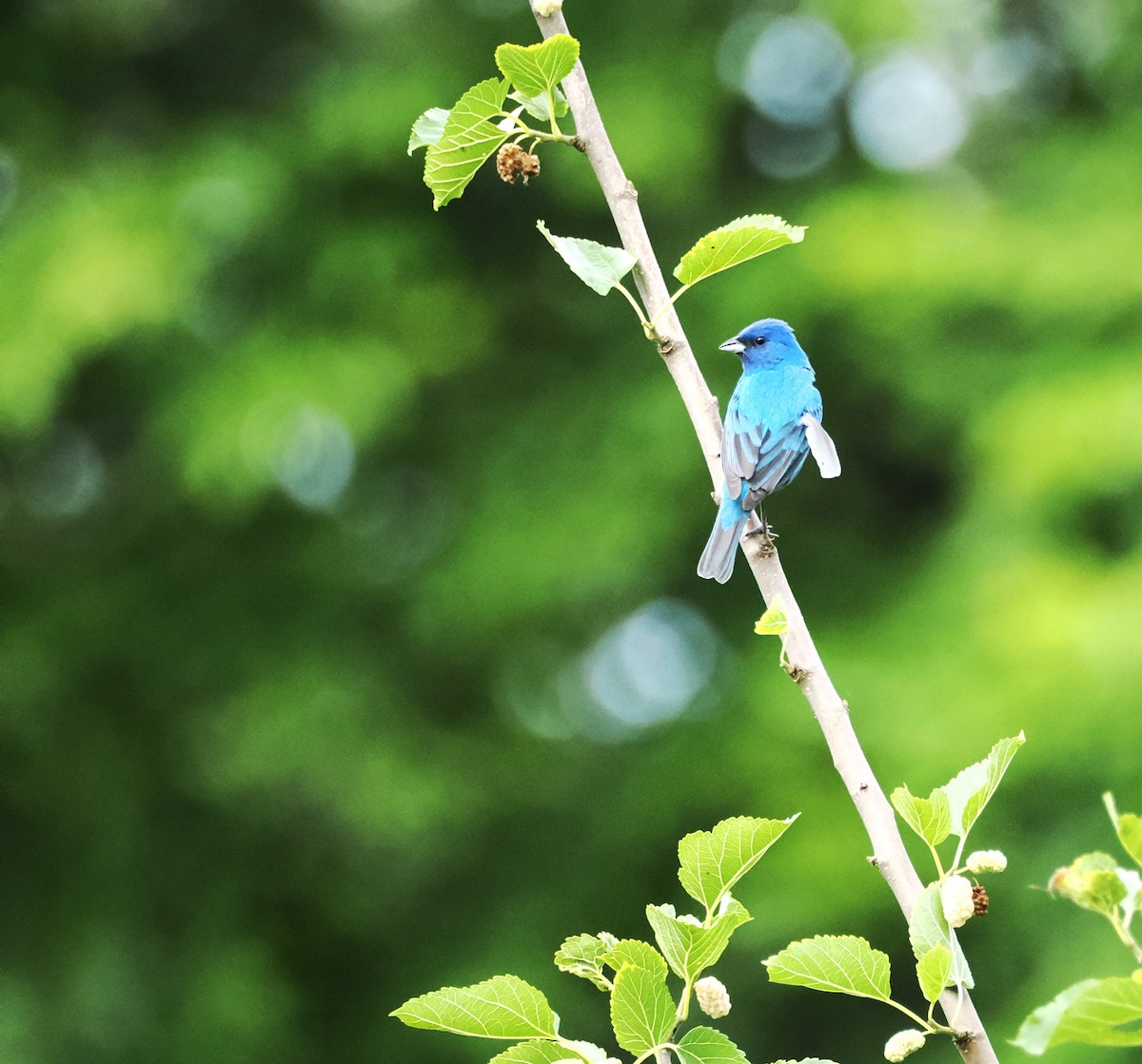 Indigo Bunting - ML620223150