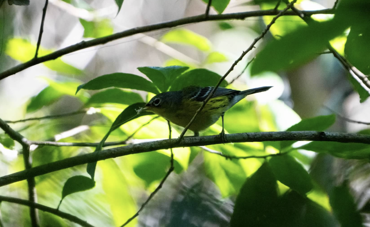 Magnolia Warbler - ML620223154