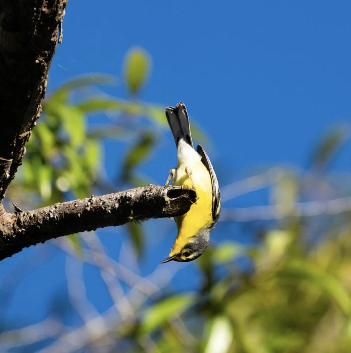 Adelaide's Warbler - sheila rowe