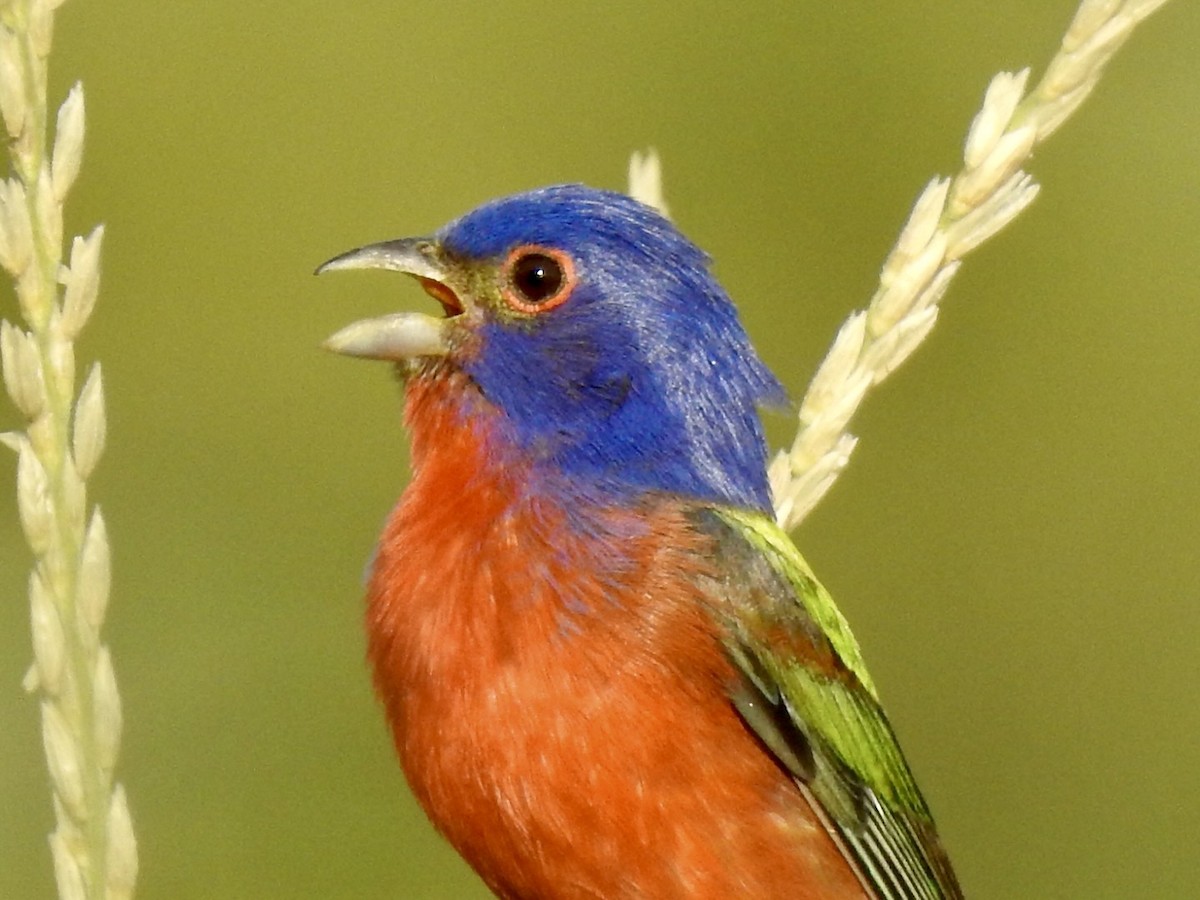 Painted Bunting - ML620223162