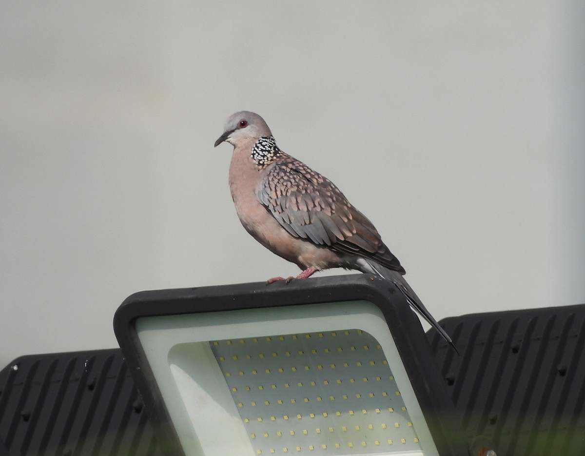 Spotted Dove - ML620223166