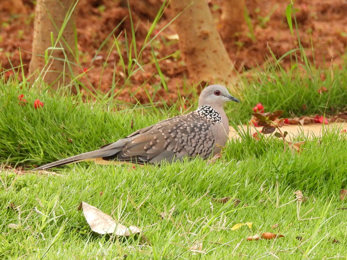 Spotted Dove - ML620223167