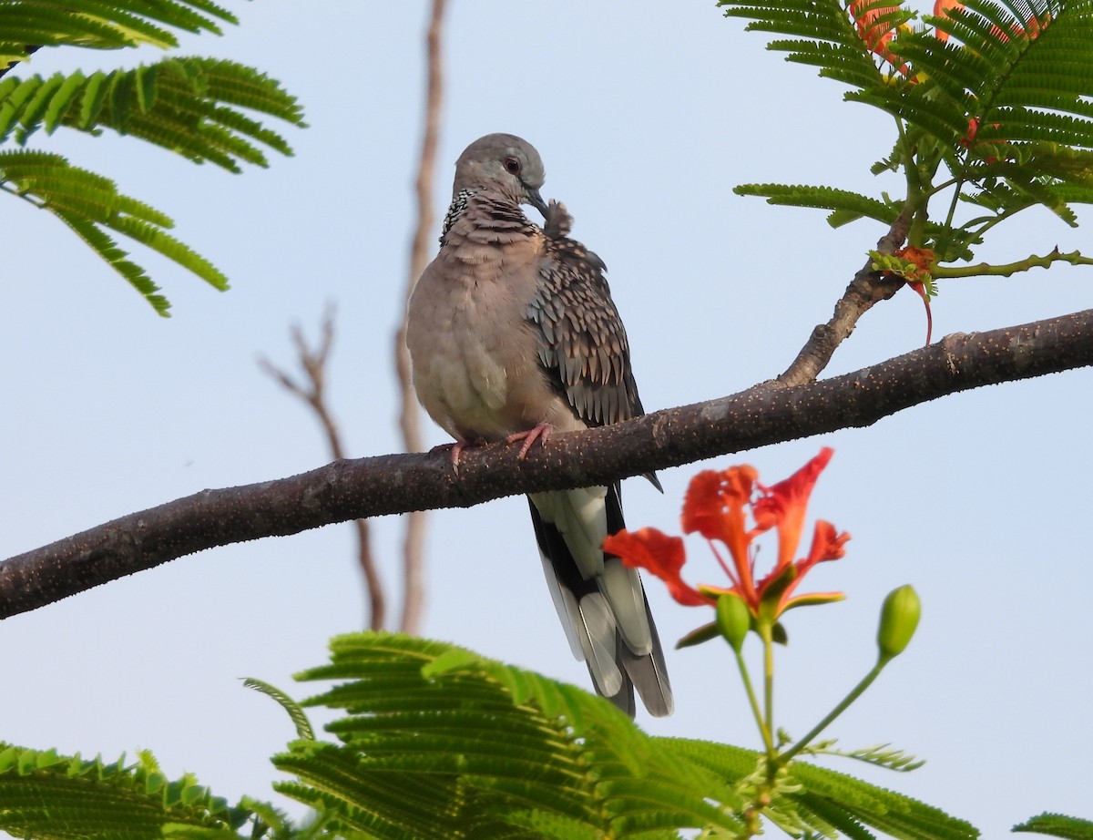 Spotted Dove - ML620223168