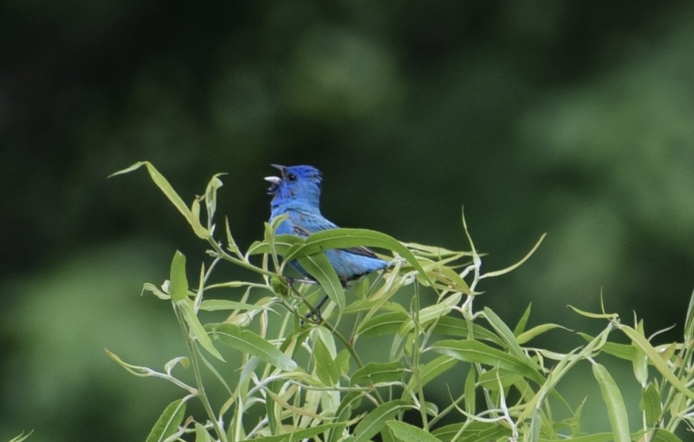 Passerin indigo - ML620223176