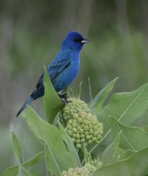 Indigo Bunting - Neal Fitzsimmons