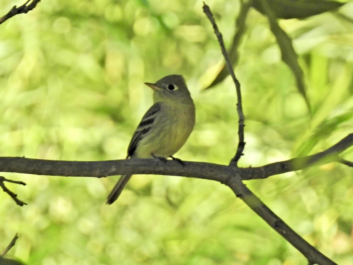 Mosquero sp. (Empidonax sp.) - ML620223187