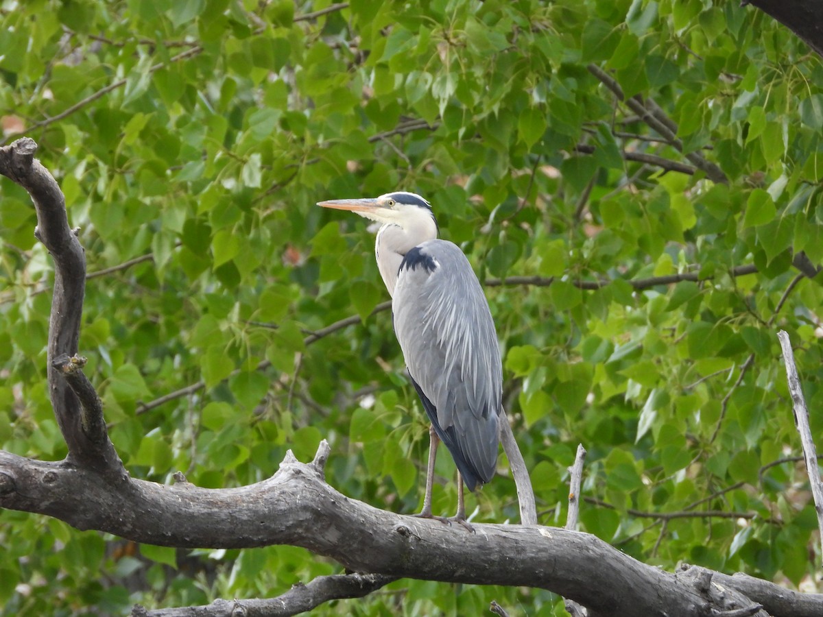 Gray Heron - ML620223209