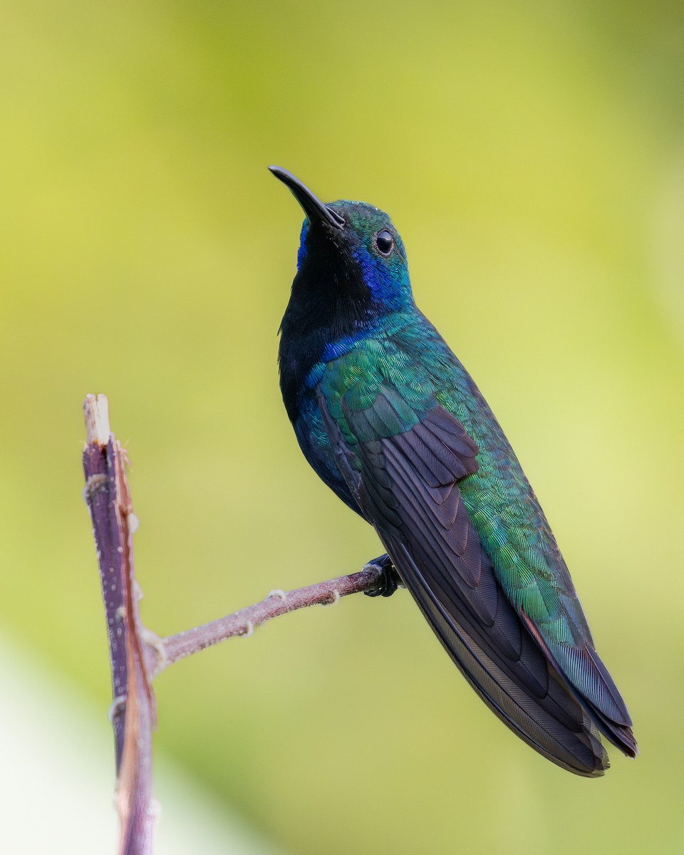 kolibřík tropický - ML620223213