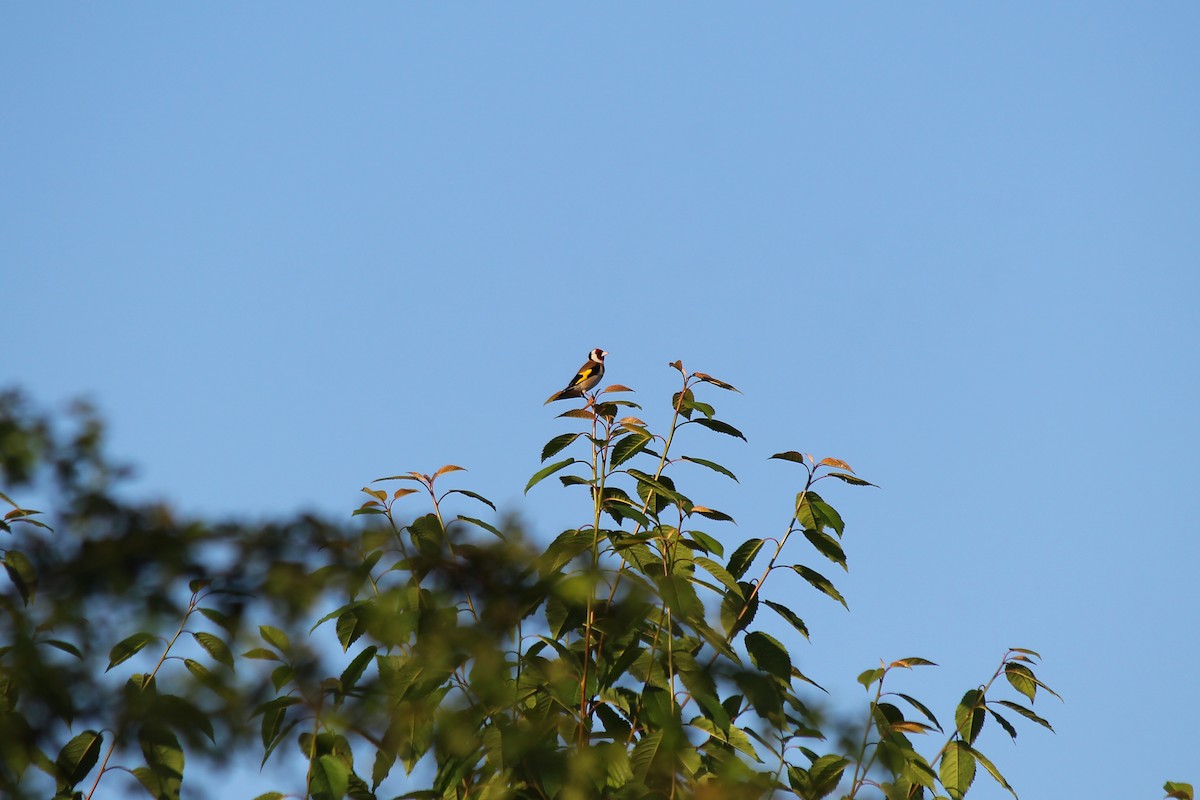 European Goldfinch - ML620223231