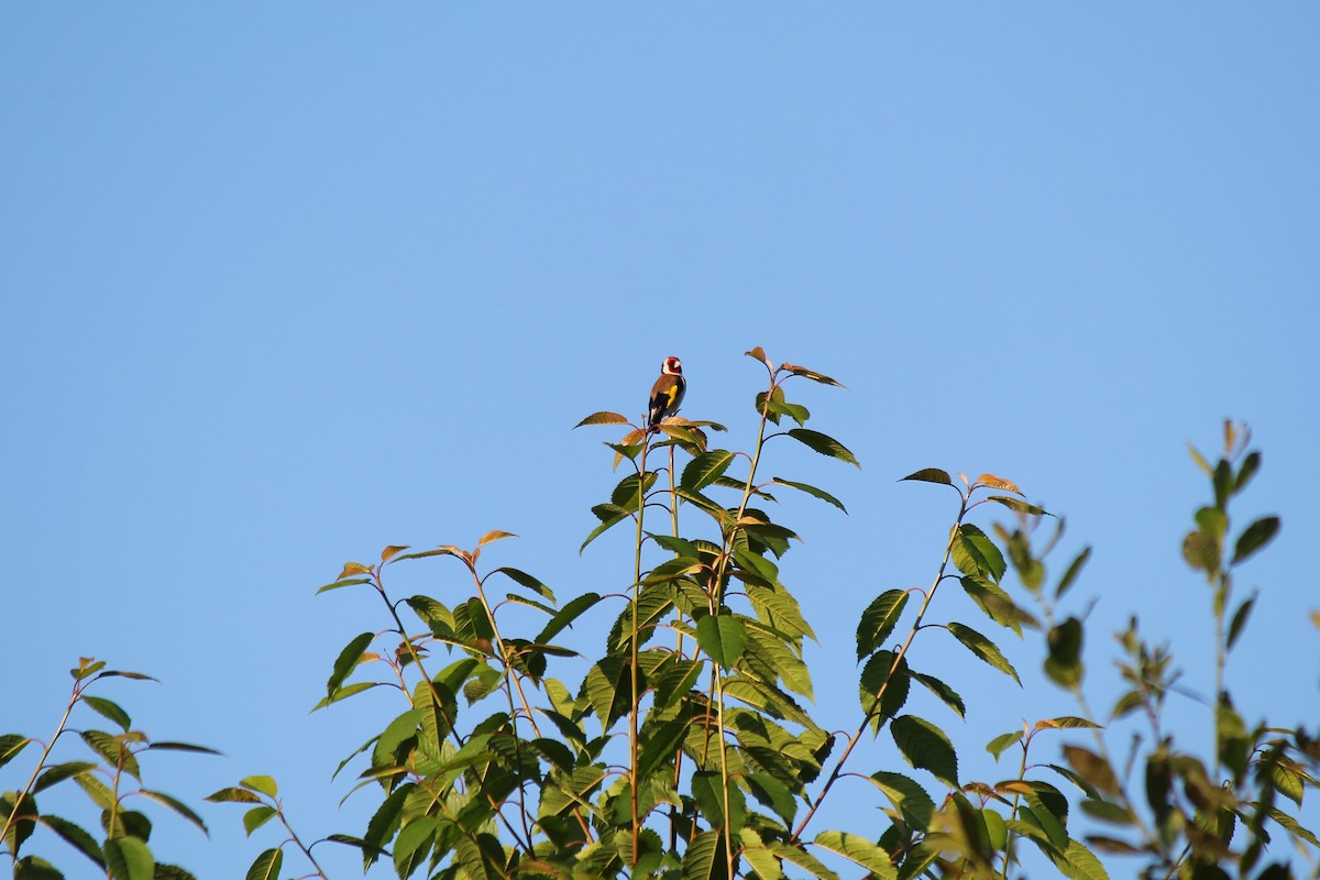 European Goldfinch - ML620223232