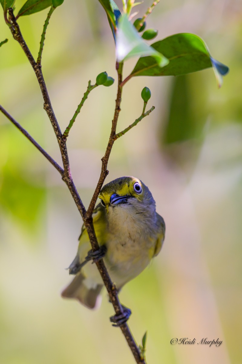 White-eyed Vireo - ML620223233