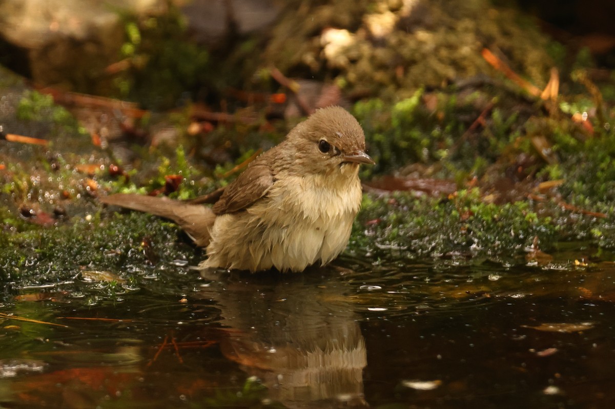 Garden Warbler - ML620223236