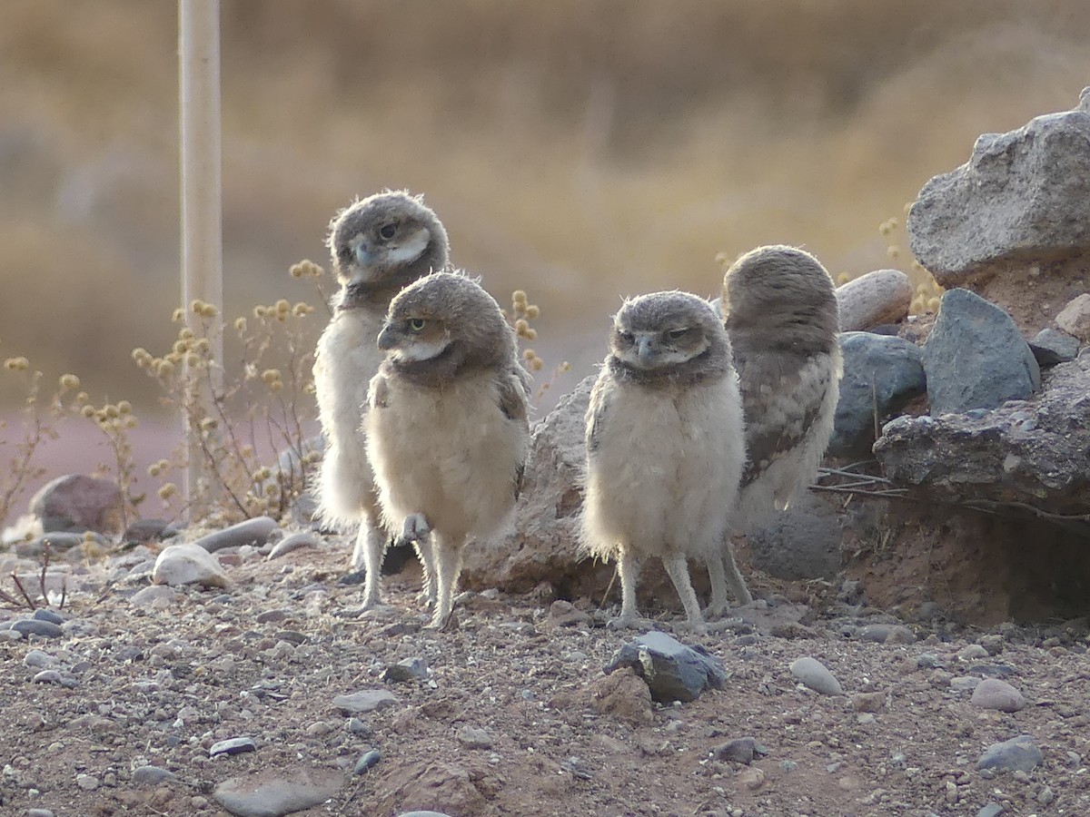 Burrowing Owl - ML620223247