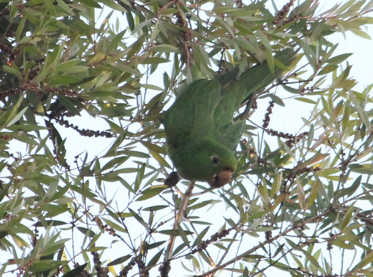 Conure pavouane - ML620223252