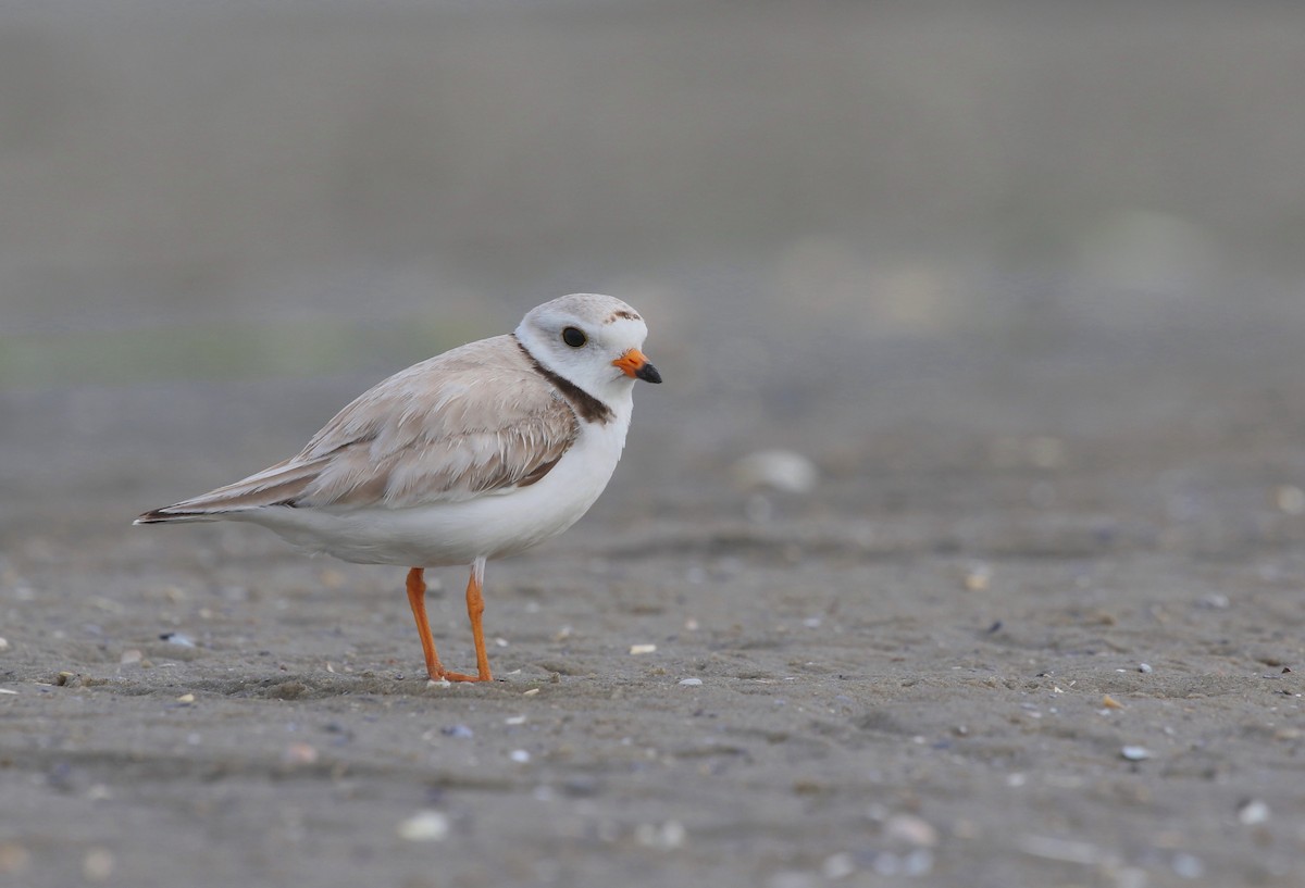 Piping Plover - ML620223254