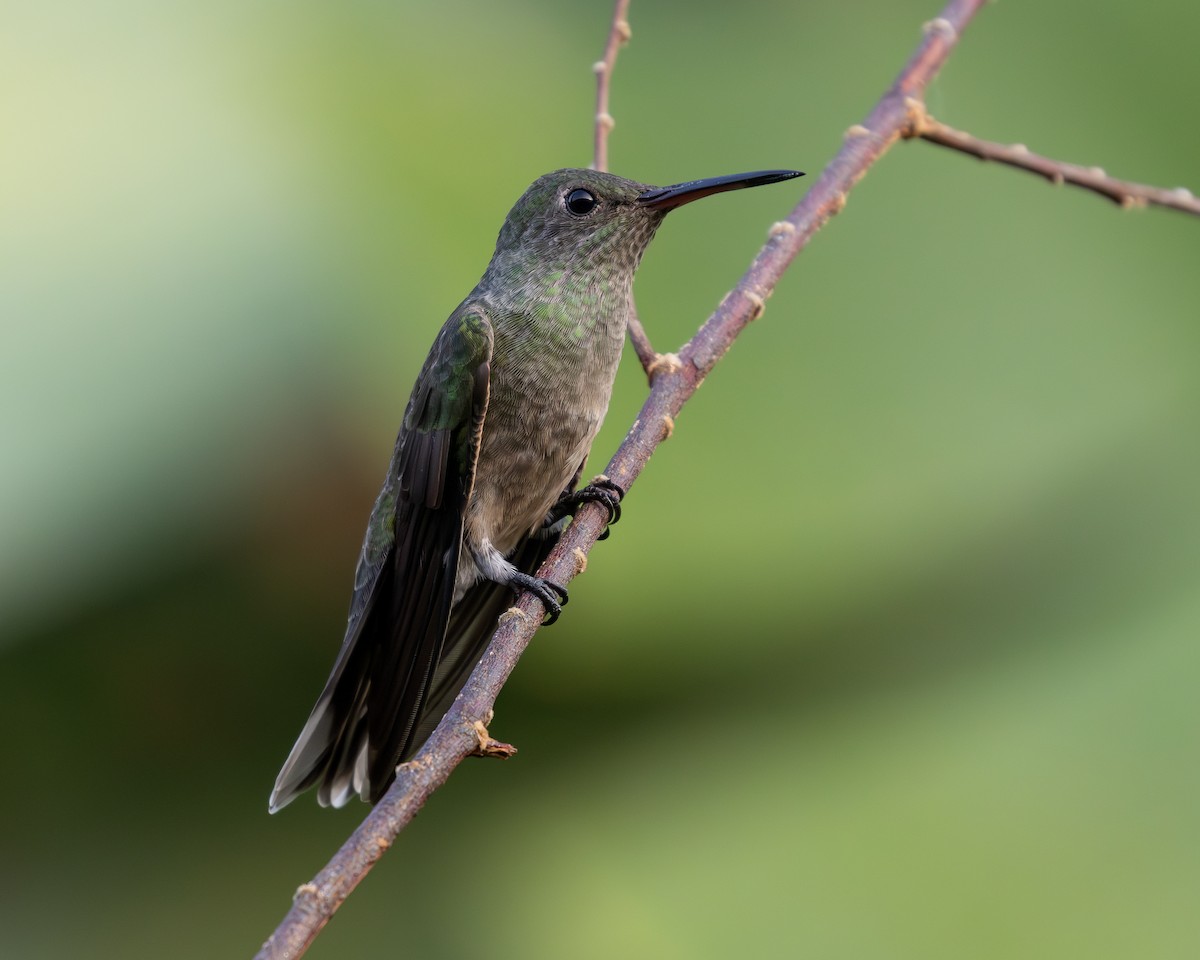 Scaly-breasted Hummingbird (Cuvier's) - ML620223256