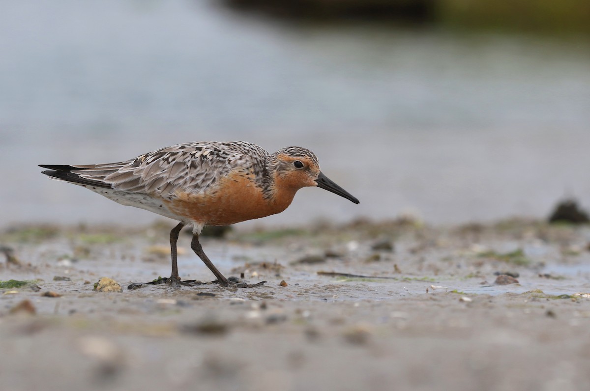Red Knot - ML620223261