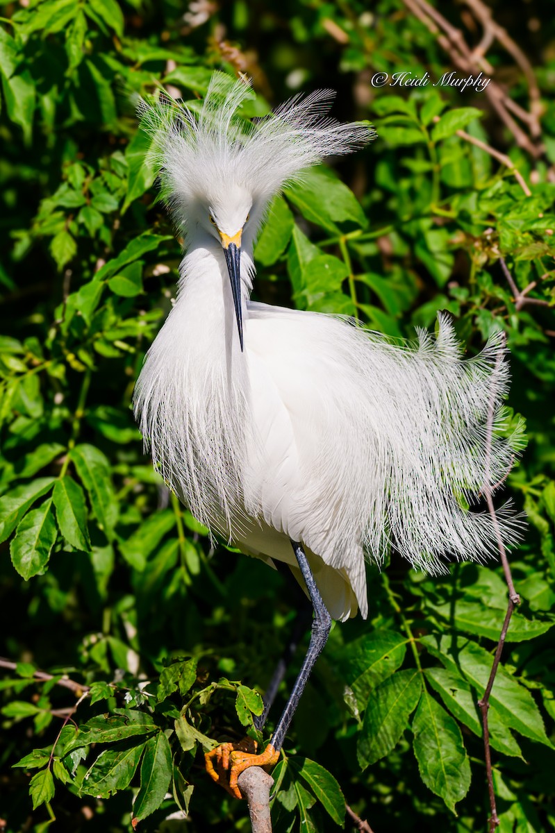 Snowy Egret - ML620223264