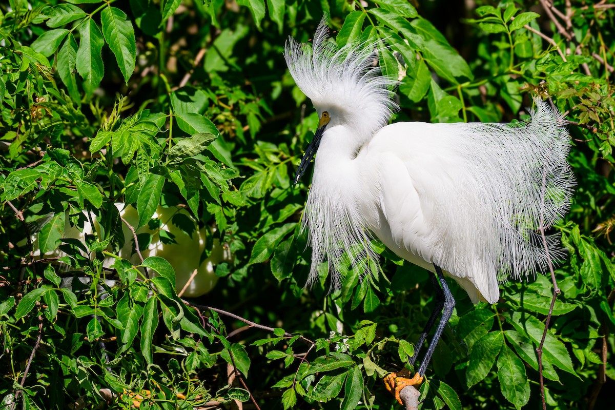 Snowy Egret - ML620223266