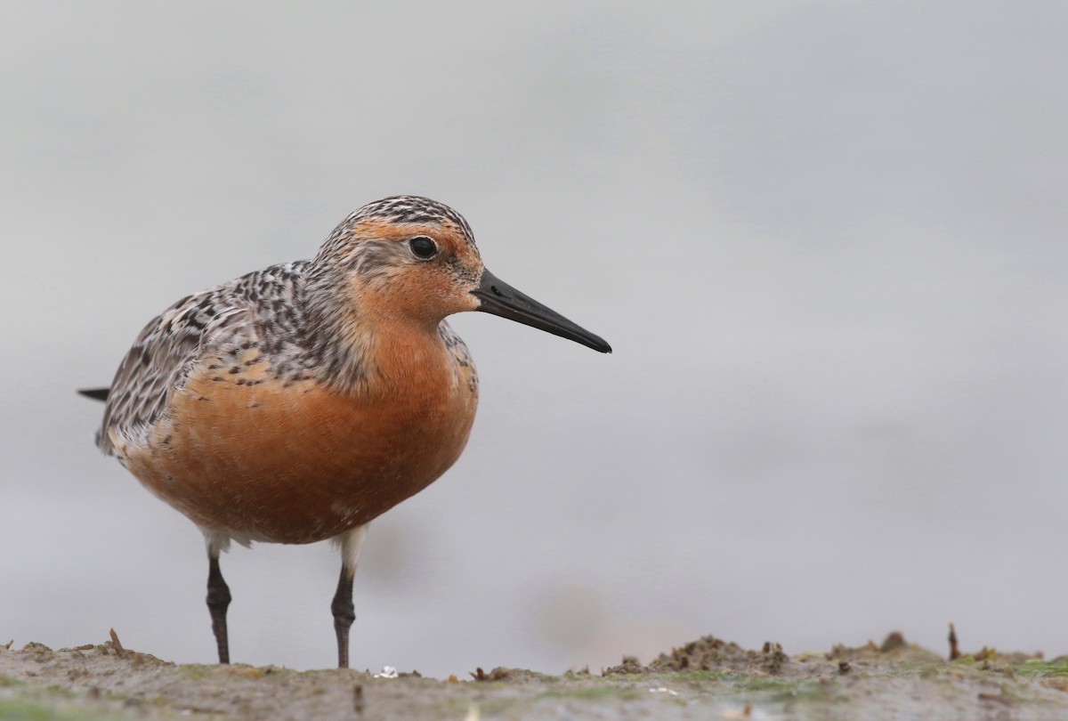 Red Knot - Aaron Graham