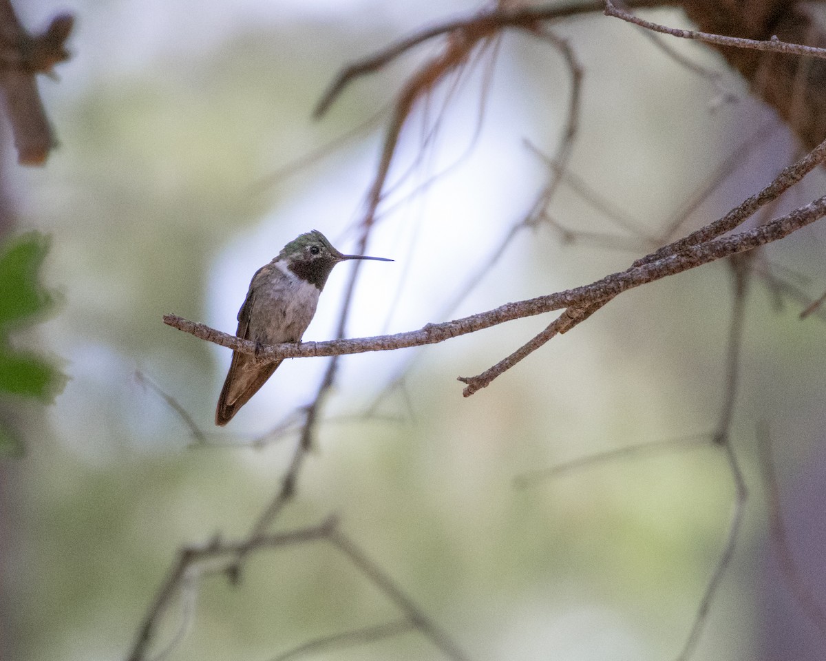 Broad-tailed Hummingbird - ML620223268