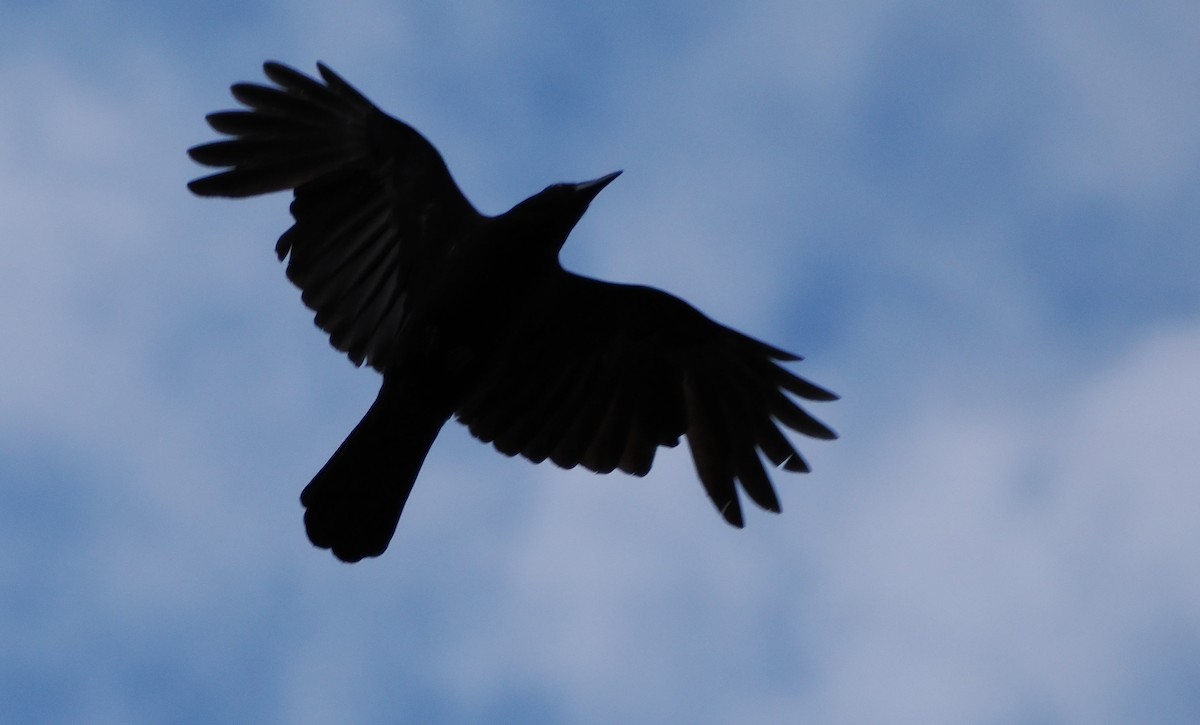 American Crow - ML620223269