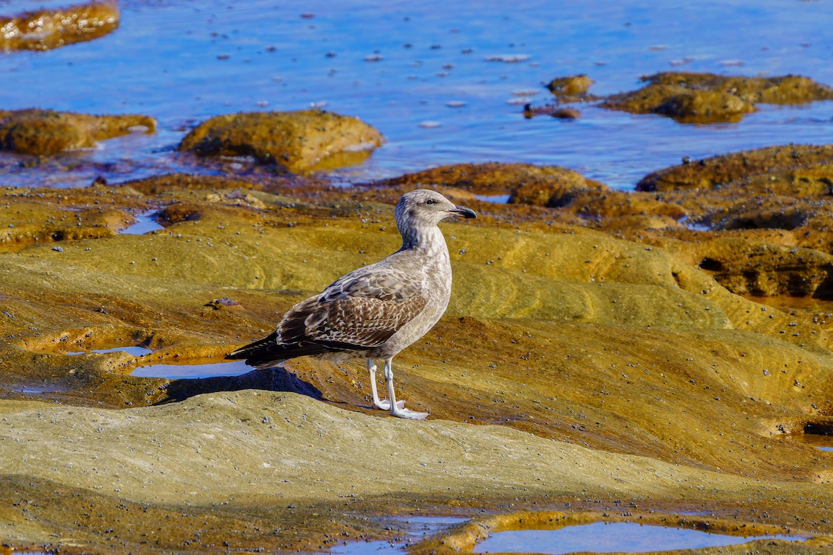 Kelp Gull - ML620223270