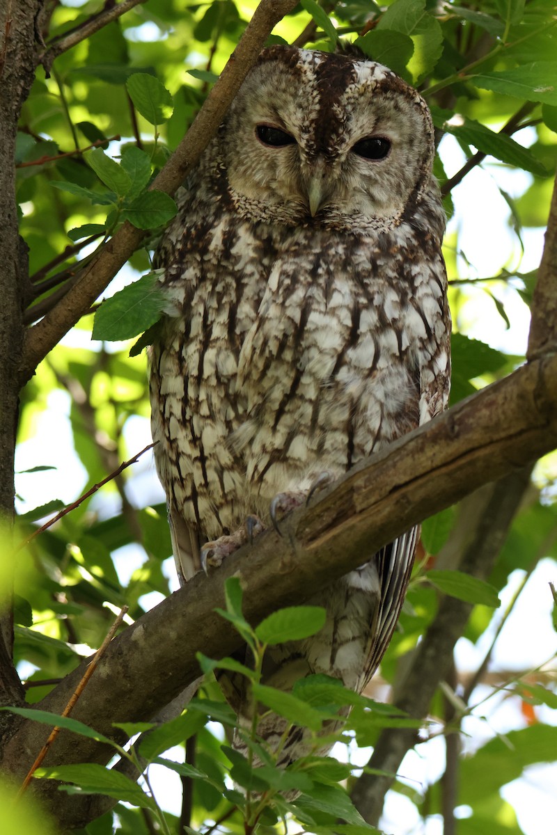 Tawny Owl - ML620223273