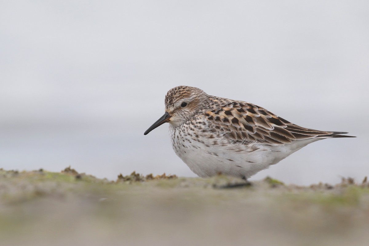 White-rumped Sandpiper - ML620223280