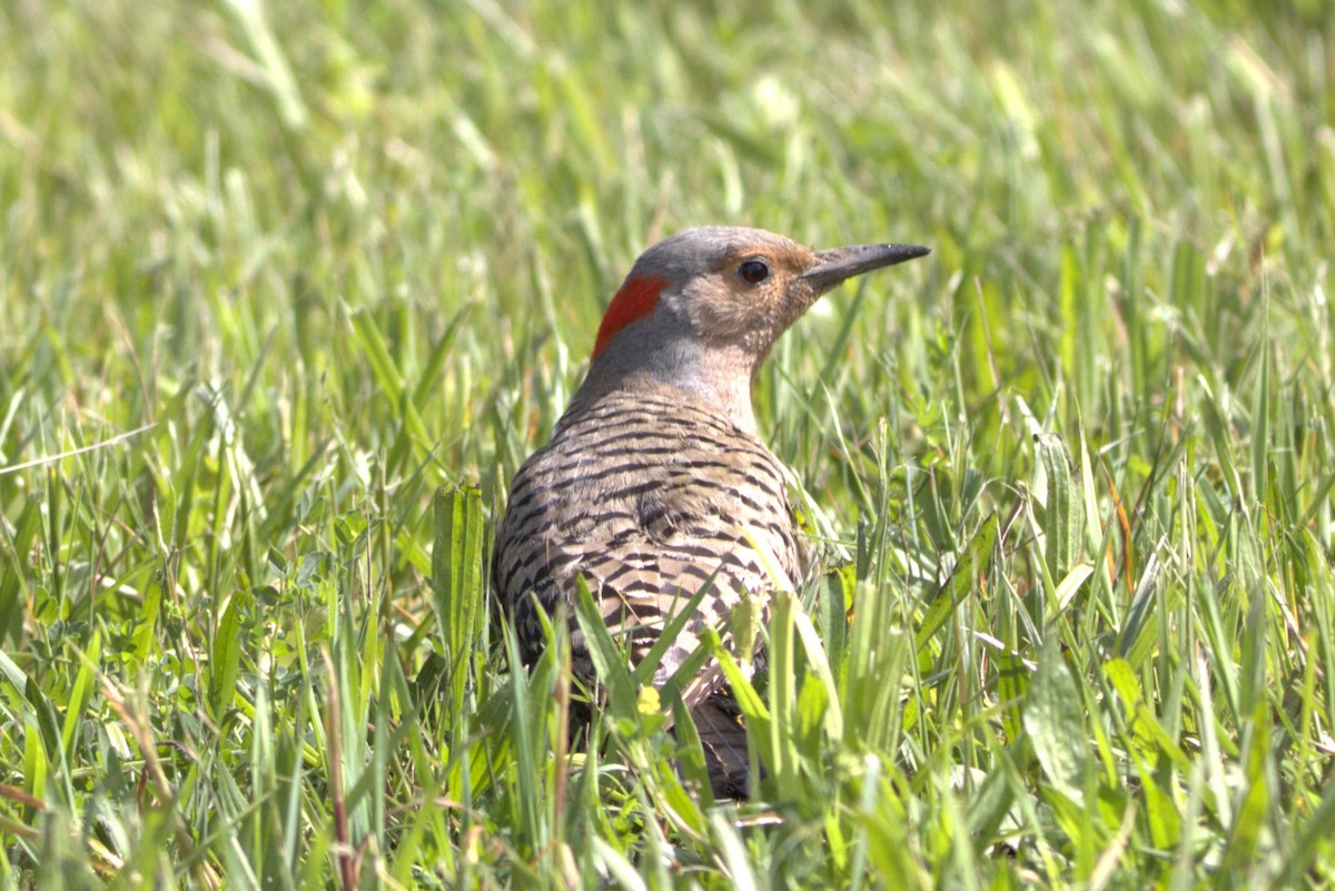 Northern Flicker - ML620223283