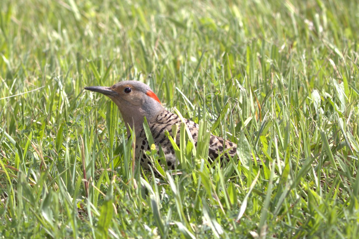 Northern Flicker - ML620223284