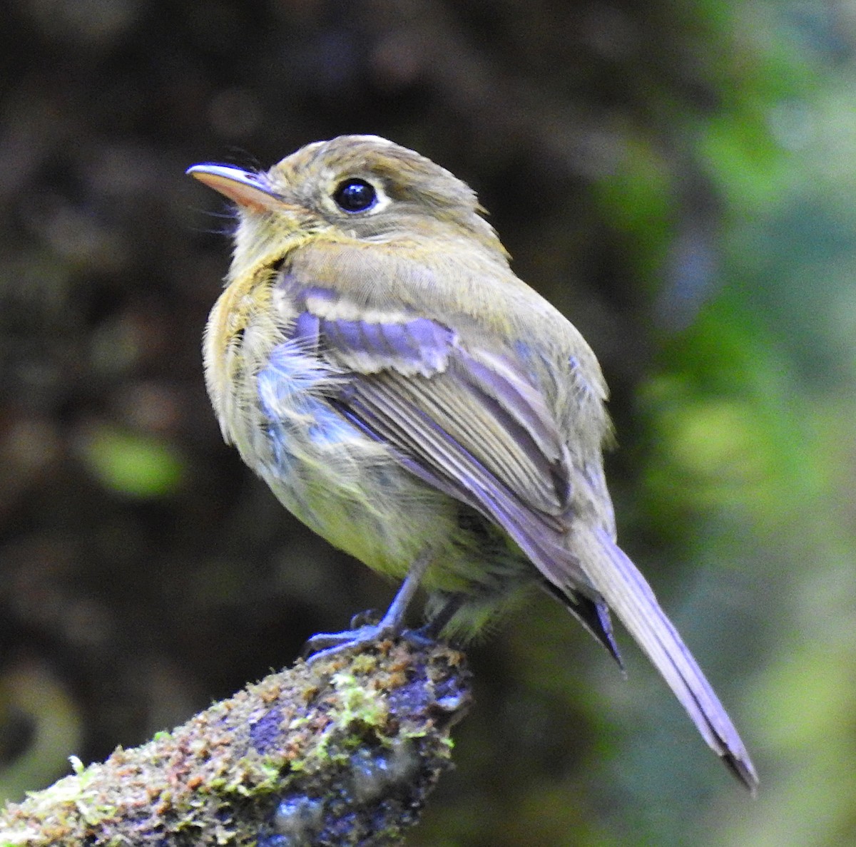 Yellowish Flycatcher - ML620223298