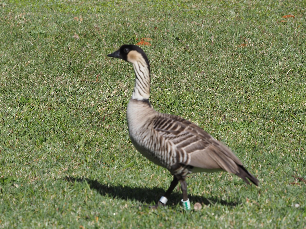 Hawaiian Goose - ML620223299