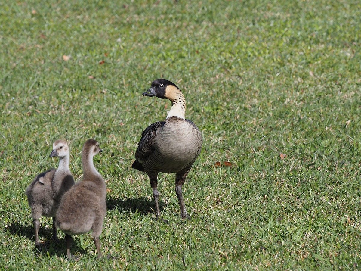 Hawaiian Goose - ML620223300