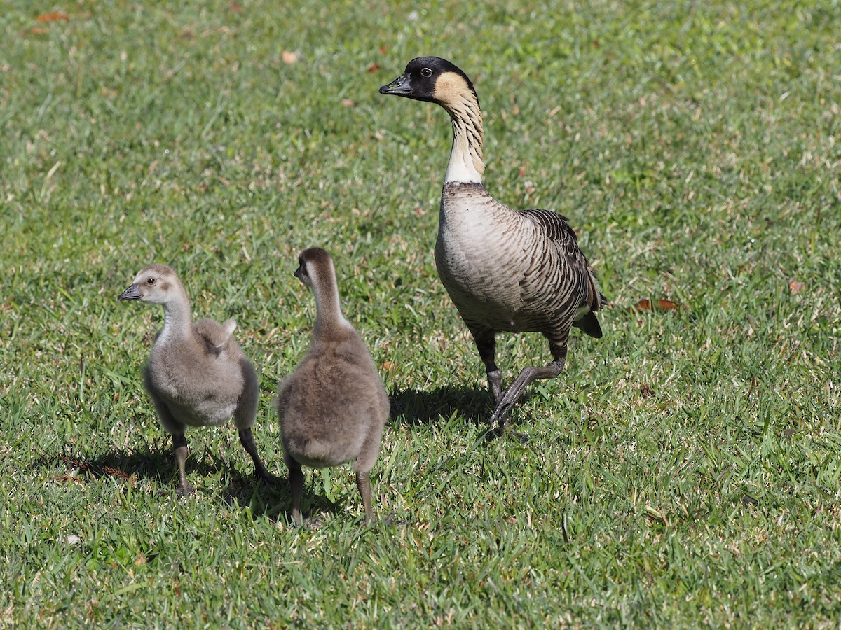 Hawaiian Goose - ML620223302