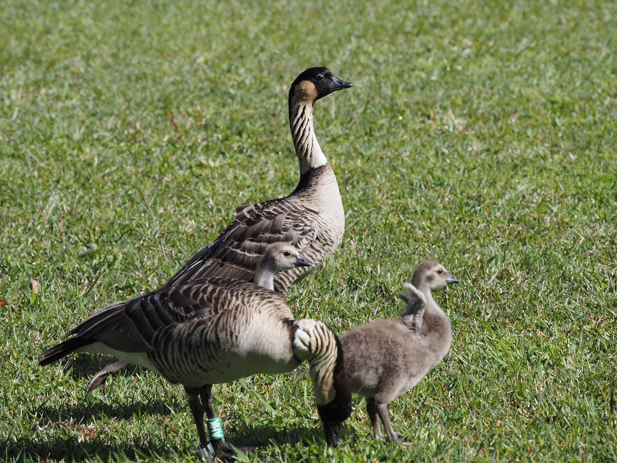 Hawaiian Goose - ML620223304