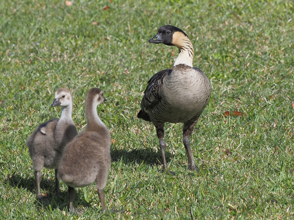 Hawaiian Goose - ML620223306