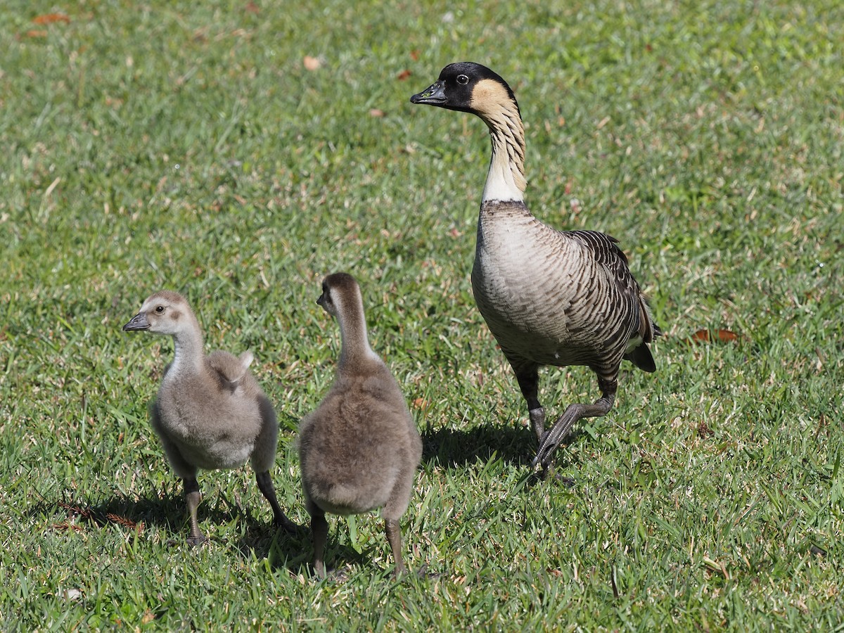 Hawaiian Goose - ML620223312