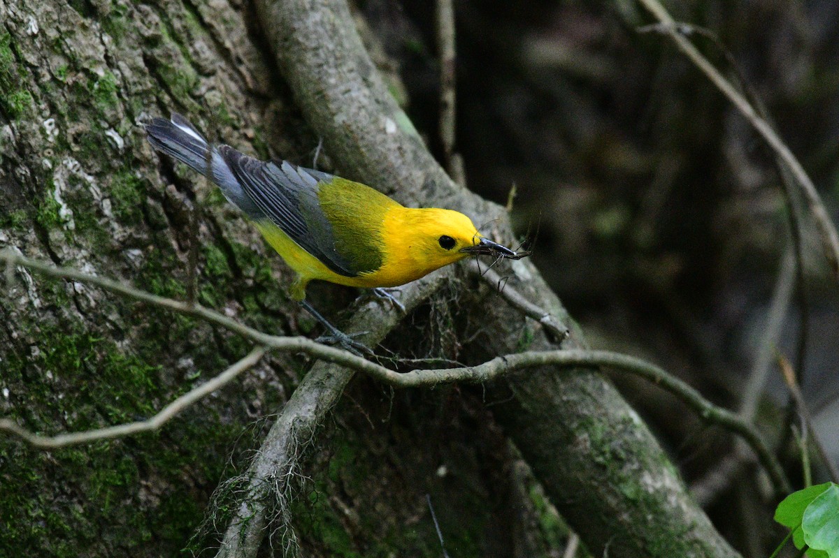 Prothonotary Warbler - ML620223325