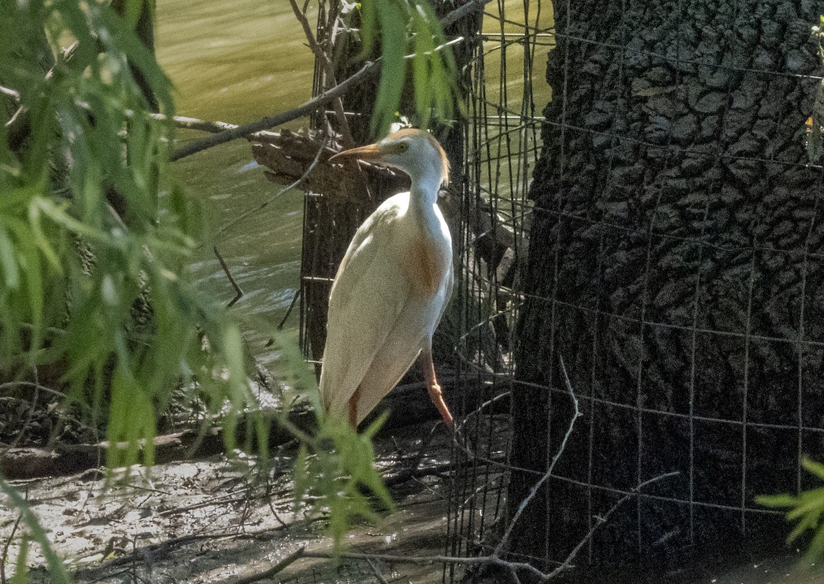 Western Cattle Egret - ML620223343