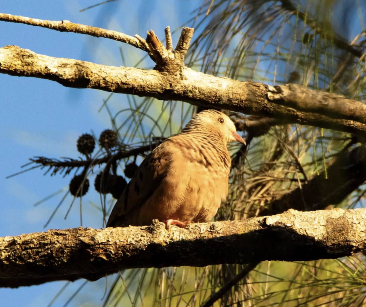 Common Ground Dove - sheila rowe