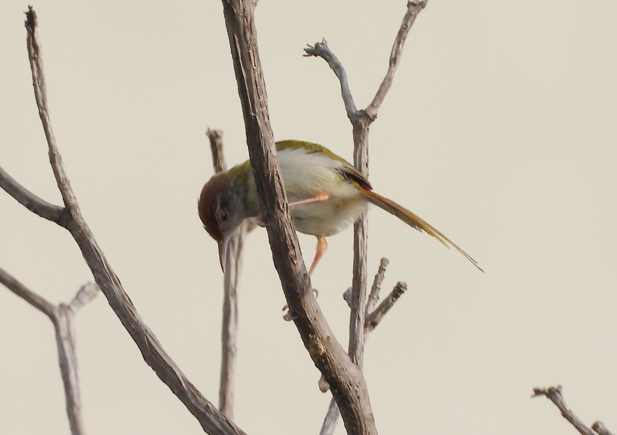 Common Tailorbird - ML620223354