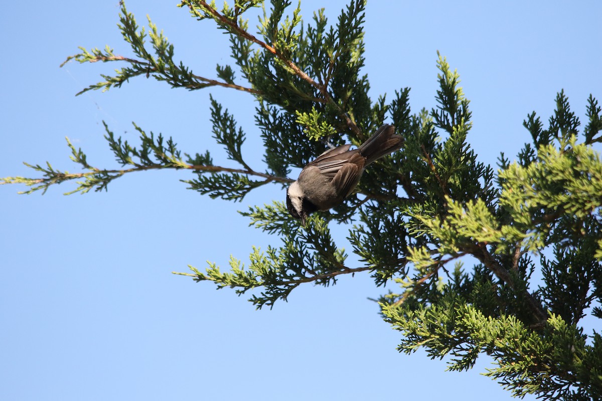 Mésange de Caroline - ML620223357