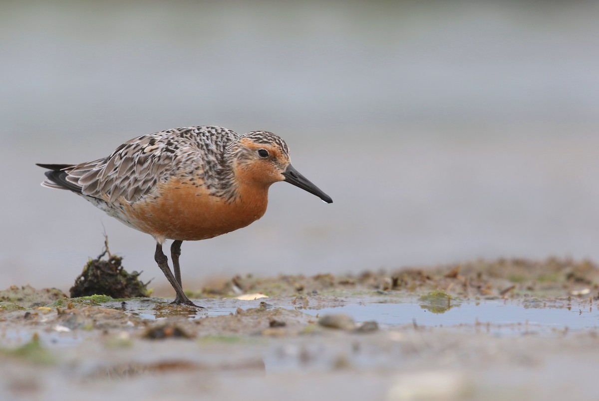 Red Knot - ML620223358